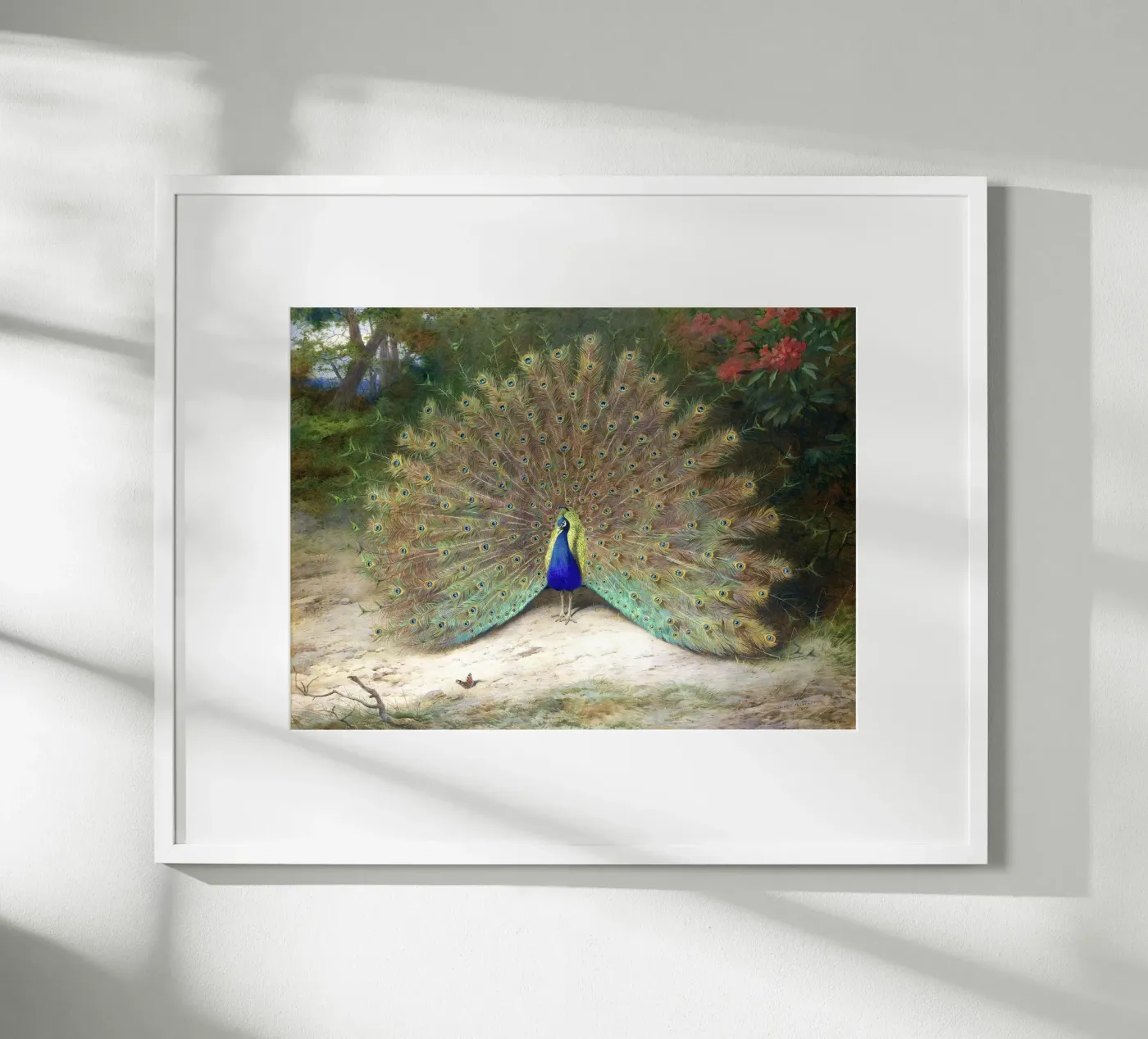 Peacock poster by Apolo Prints