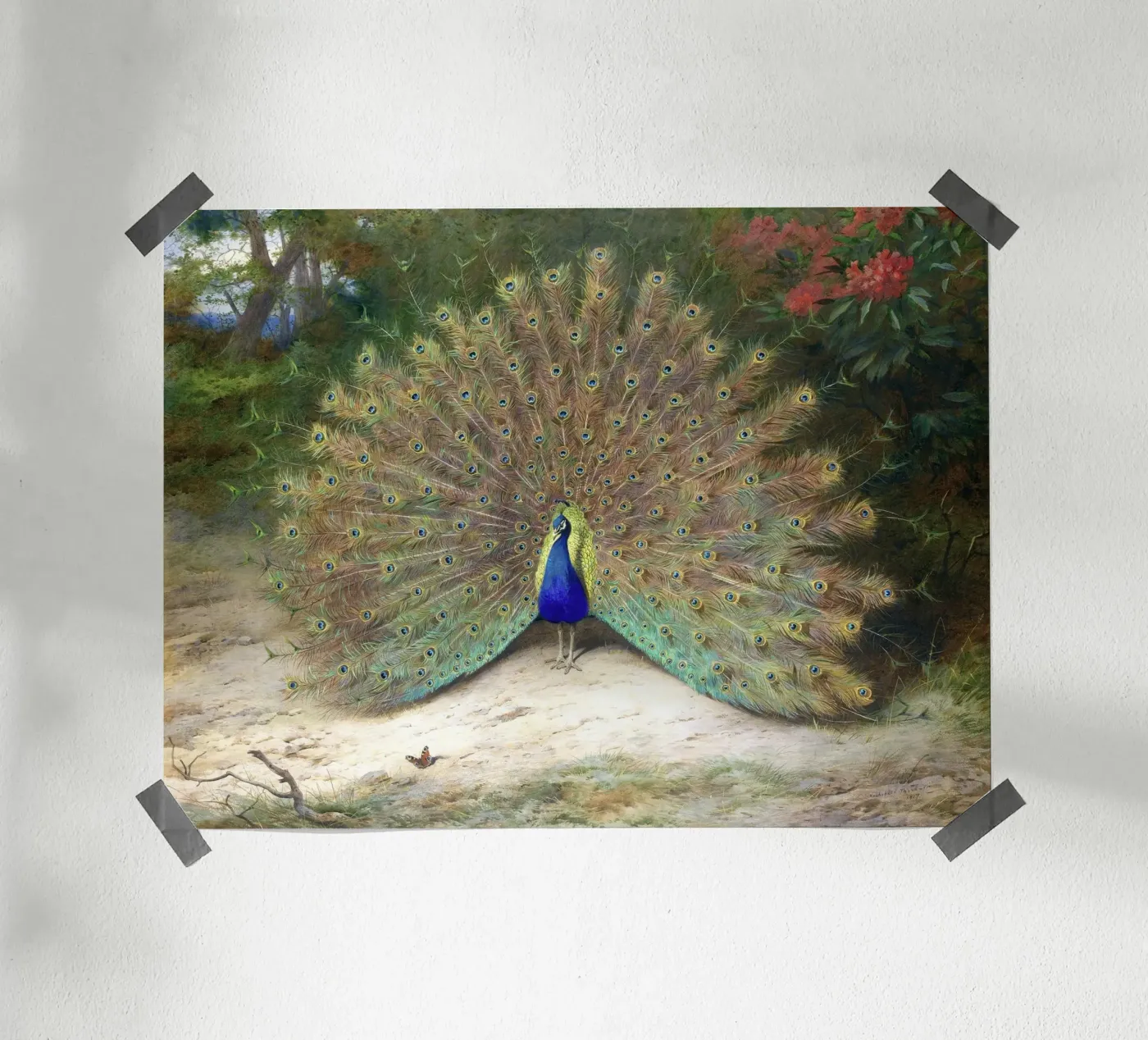 Peacock poster by Apolo Prints