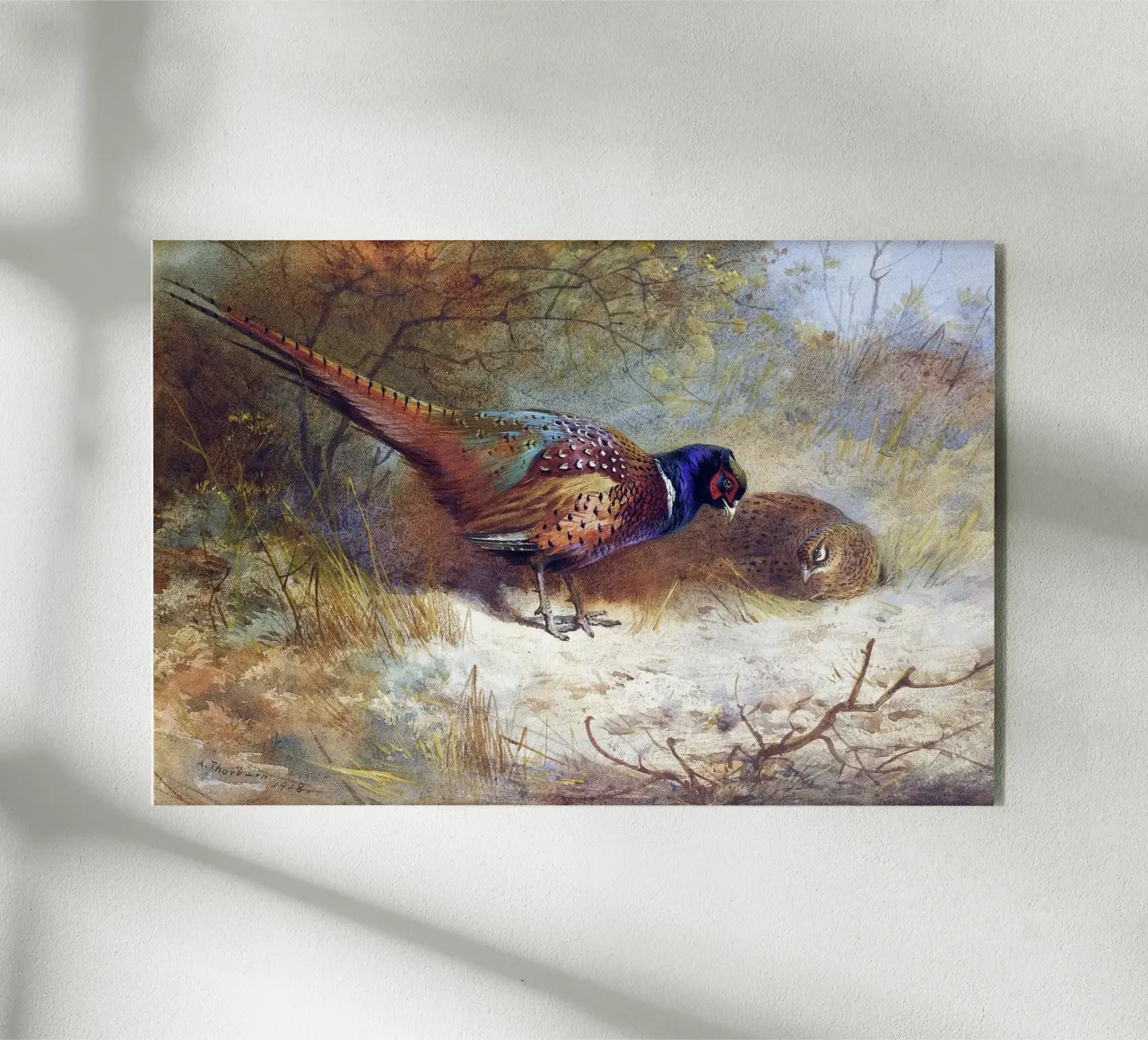 Pheasants plexiglass da apoloprints