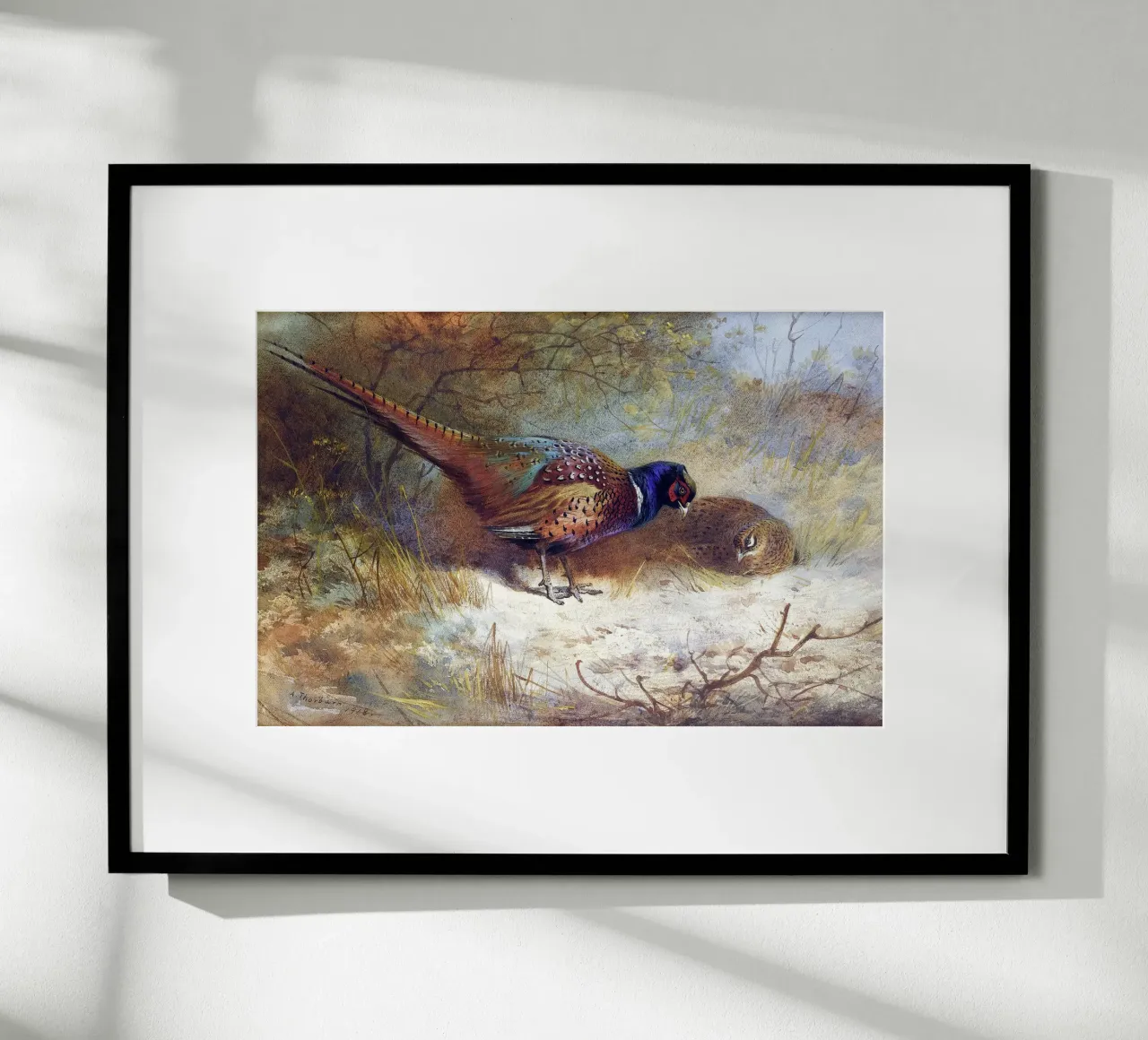 Pheasants poster con telaio in alluminio da apoloprints