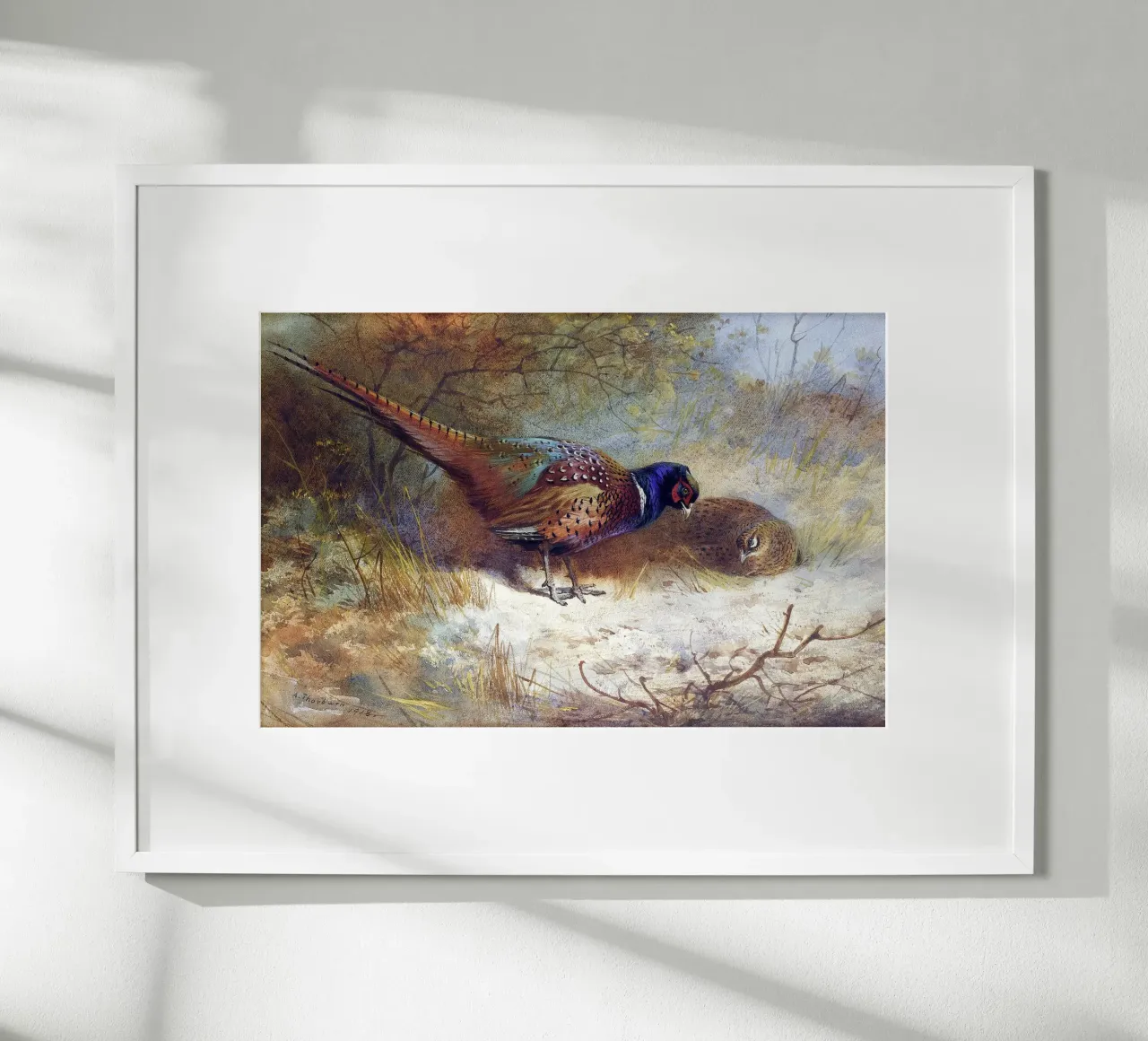 Pheasants poster con telaio in alluminio da apoloprints