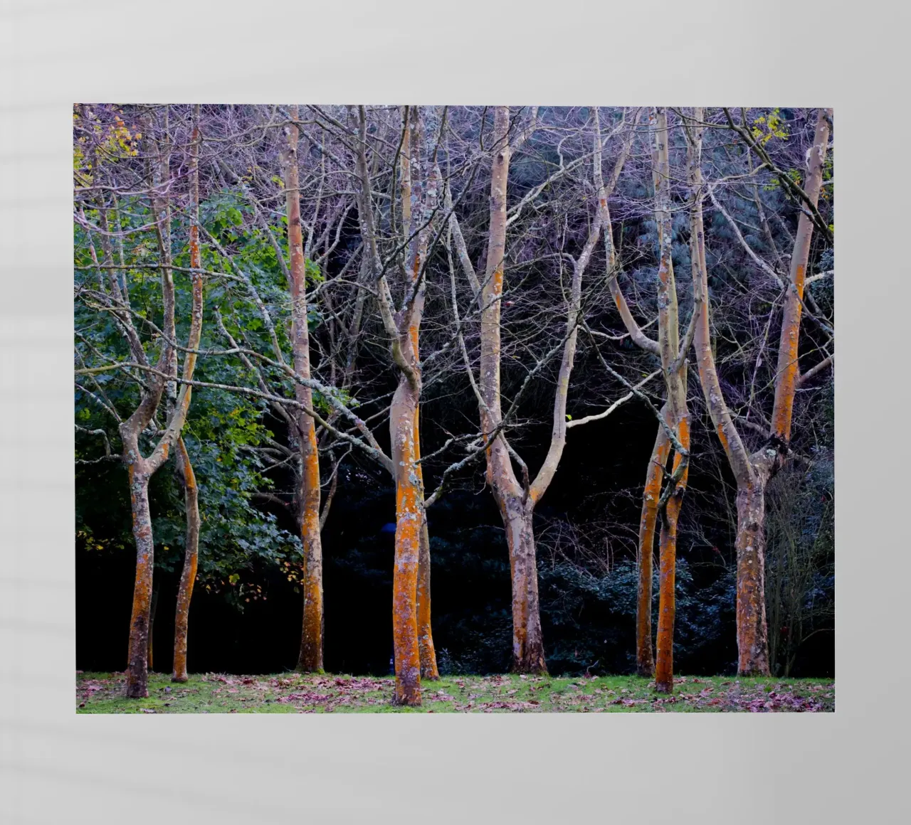 Autunno nel bosco pellicola backlit da Teresa André