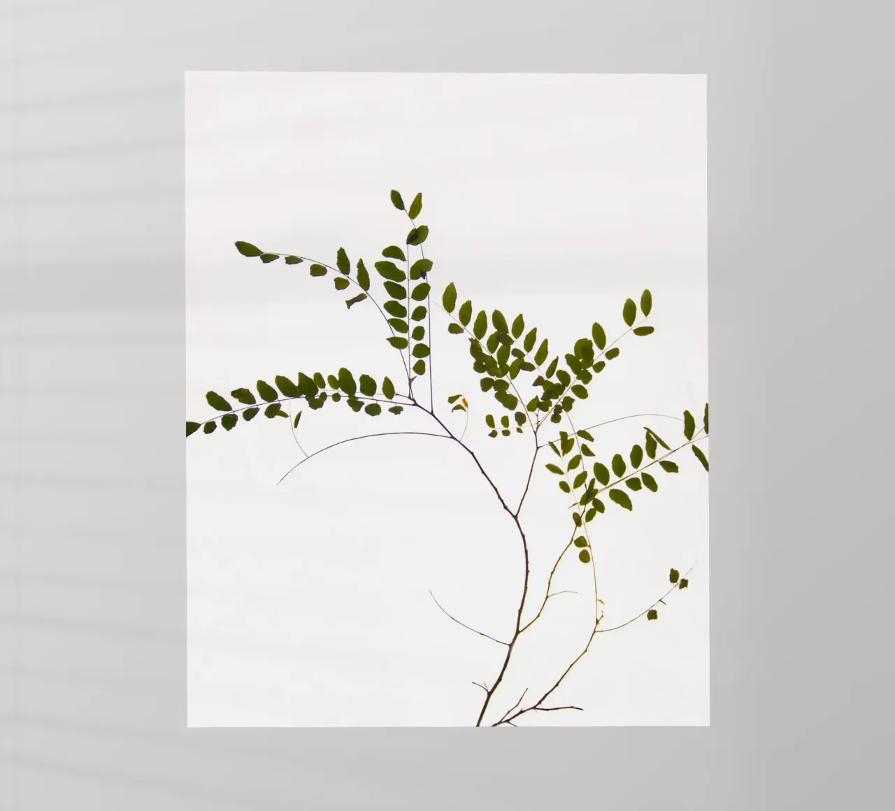 Tree delicate branch pellicola backlit da Teresa André