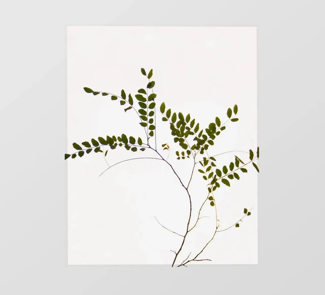 Tree delicate branch pellicola backlit da Teresa André