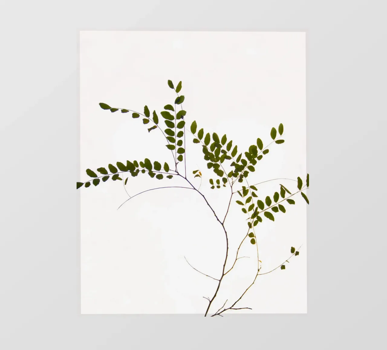 Tree delicate branch telo in pvc da Teresa André