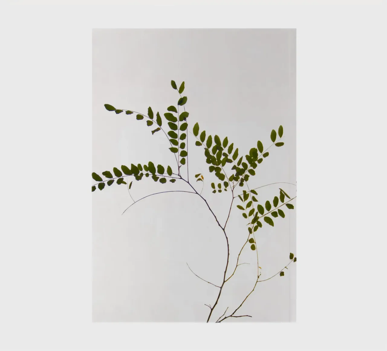 Delicate tree branch notebook by Teresa André