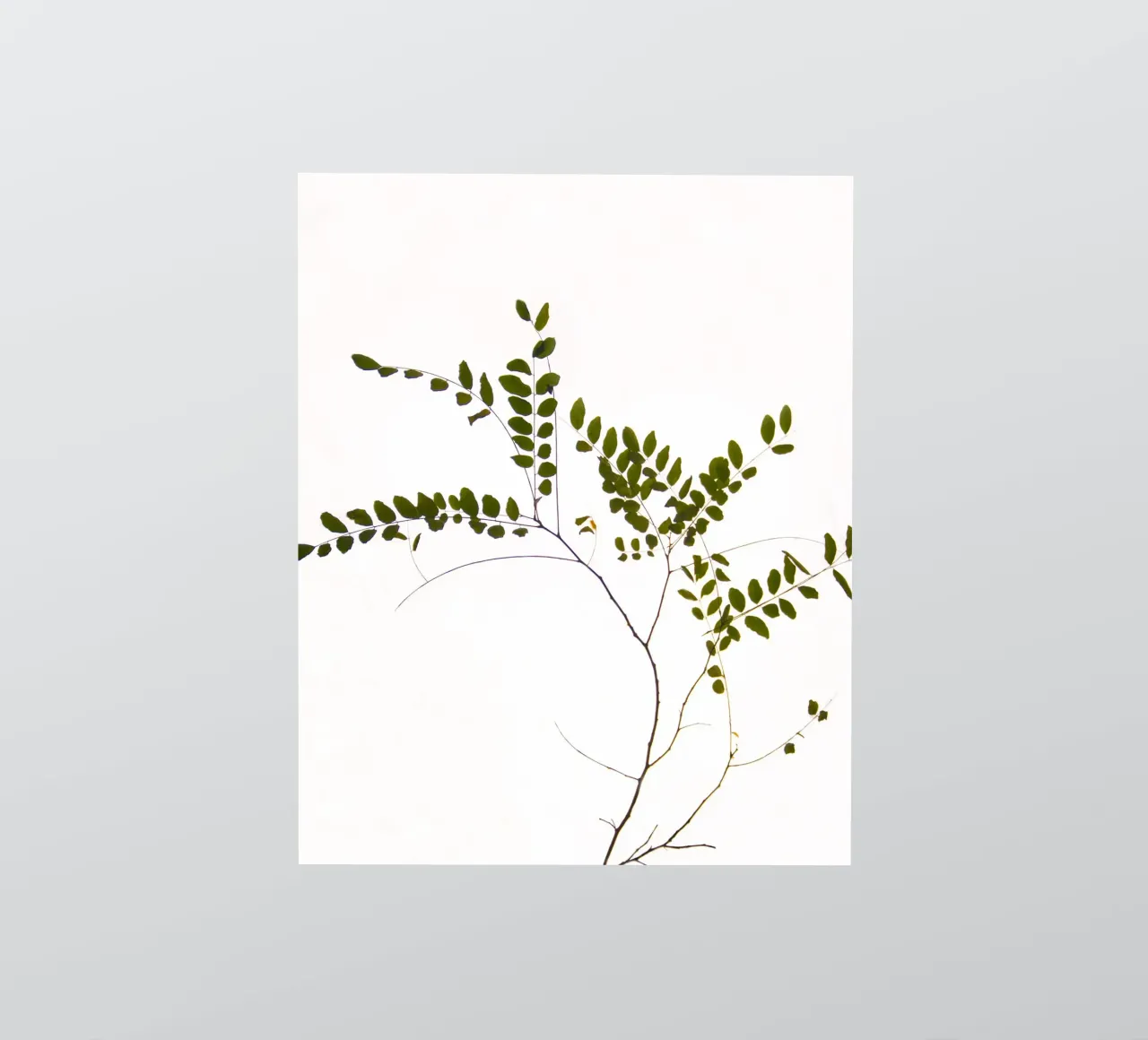 Tree delicate branch adesivo da Teresa André