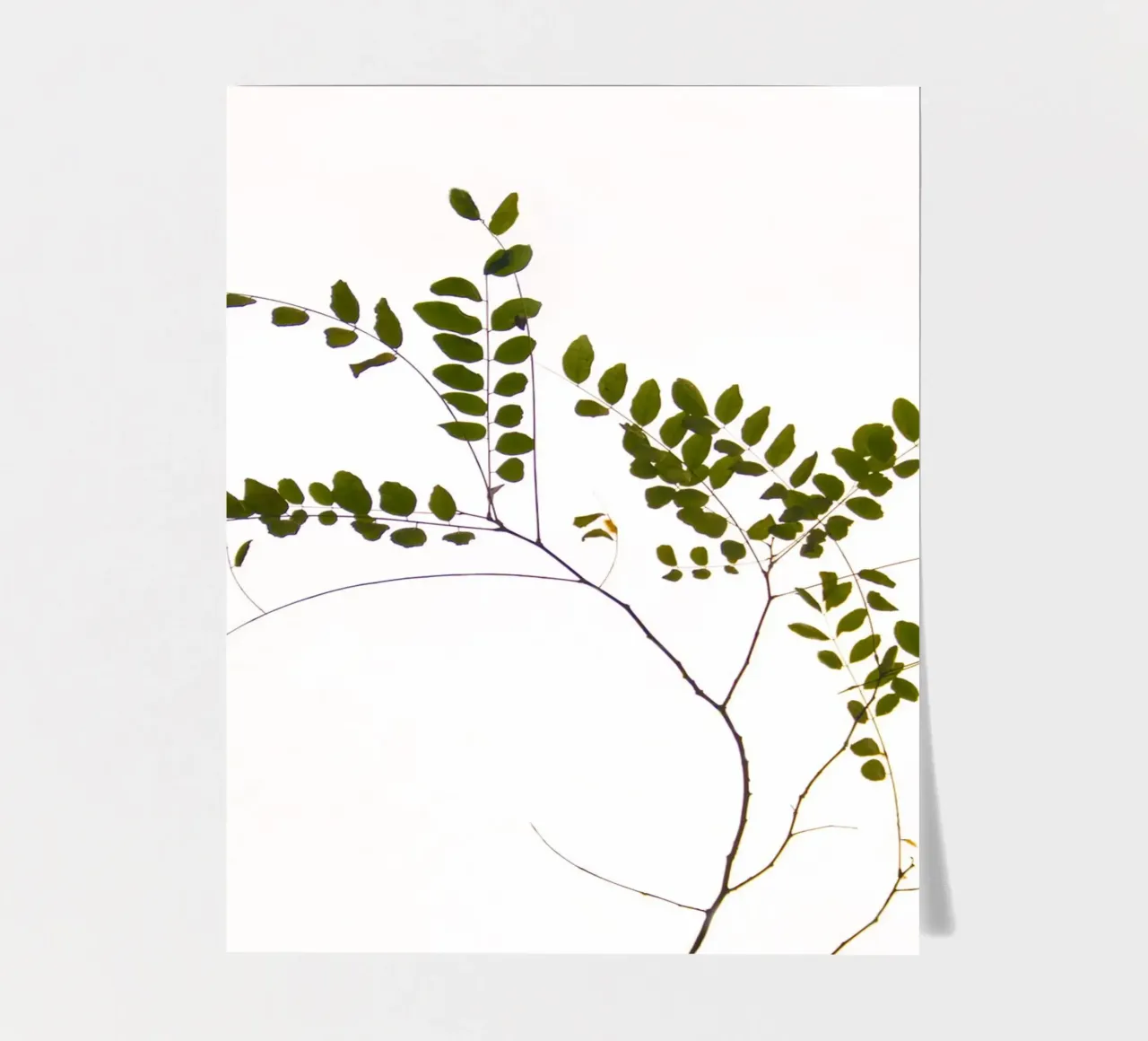 Tree delicate branch foglio adesivo da Teresa André