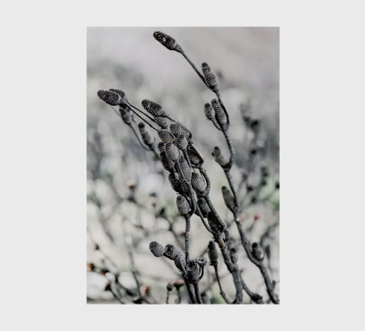 Swartberg Protea 4 Notizbuch von Shot By Clint