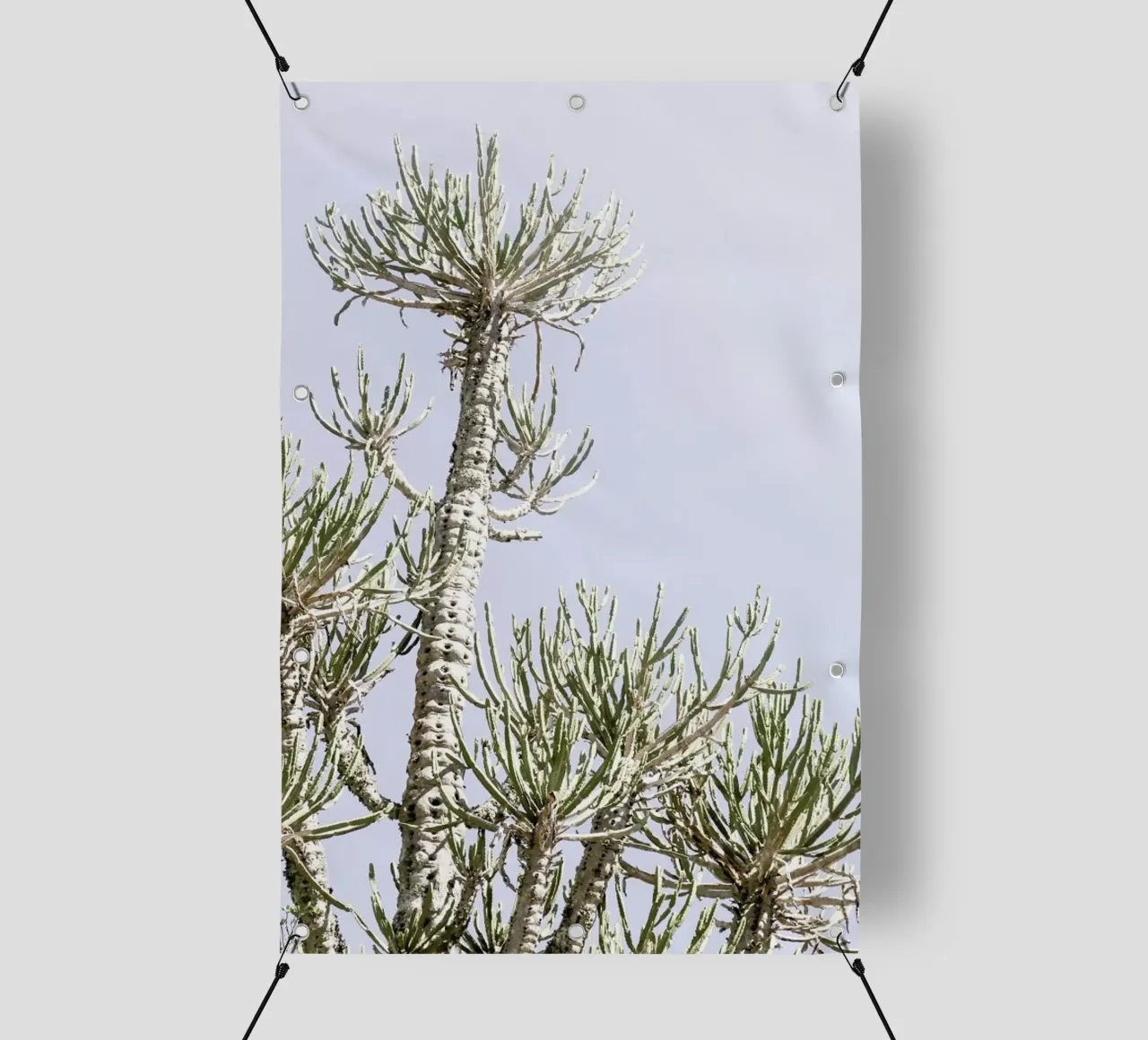 Tankwa Euphorbia 3 telo in pvc da Shot By Clint