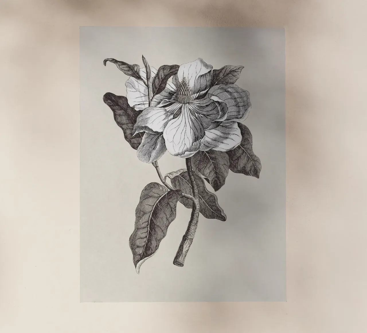 Magnolia Sketch no. 1 pellicola backlit da apoloprints