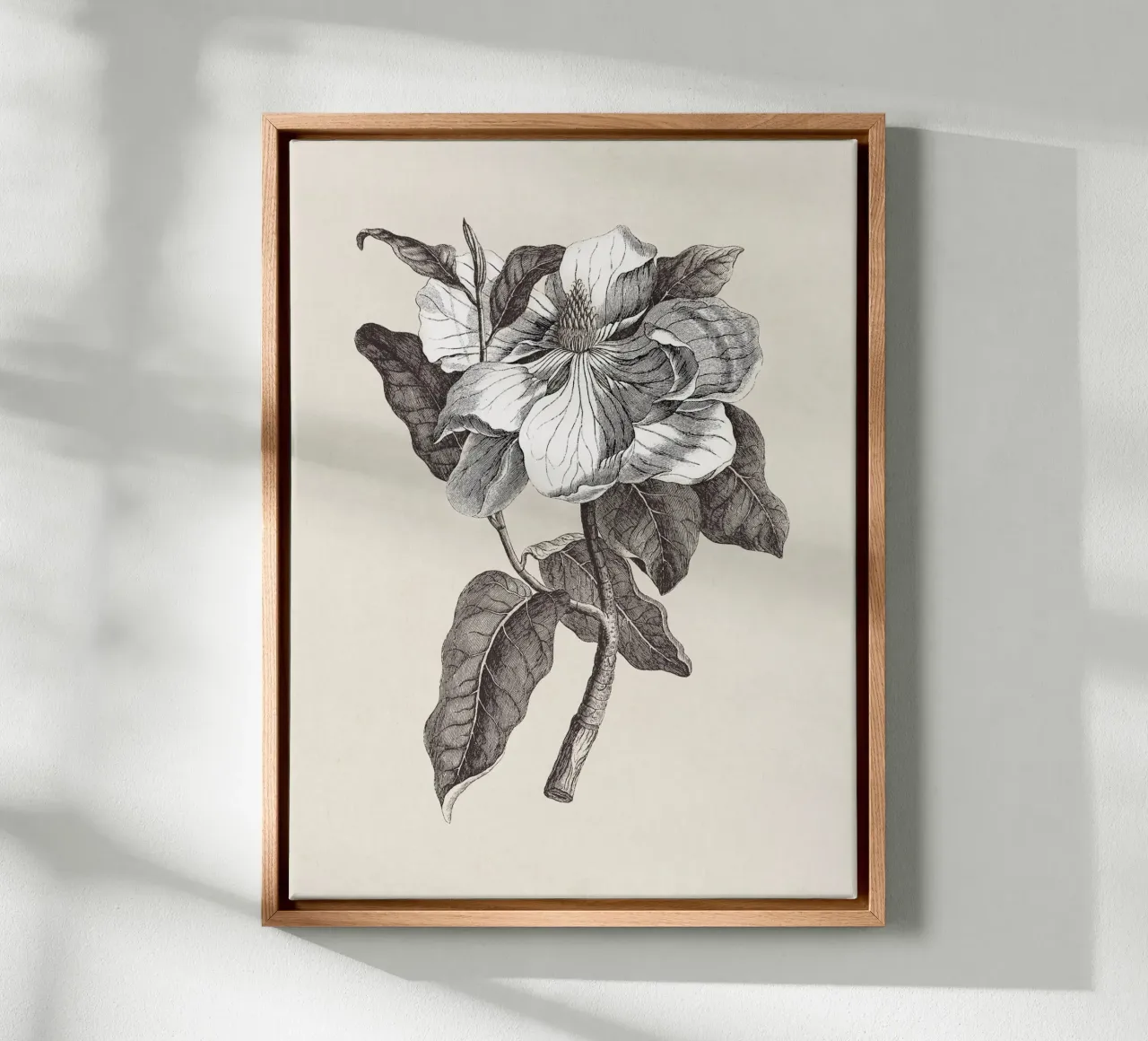 Magnolia Sketch no. 1 tela con Cornice a cassetta da apoloprints