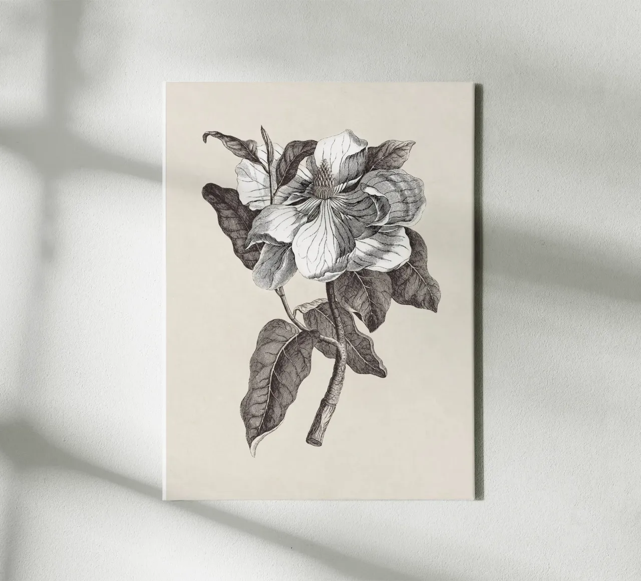 Magnolia Sketch no. 1 tela con Cornice a cassetta da apoloprints