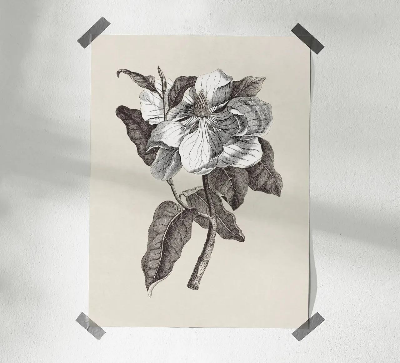 Magnolia Sketch no. 1 poster da apoloprints