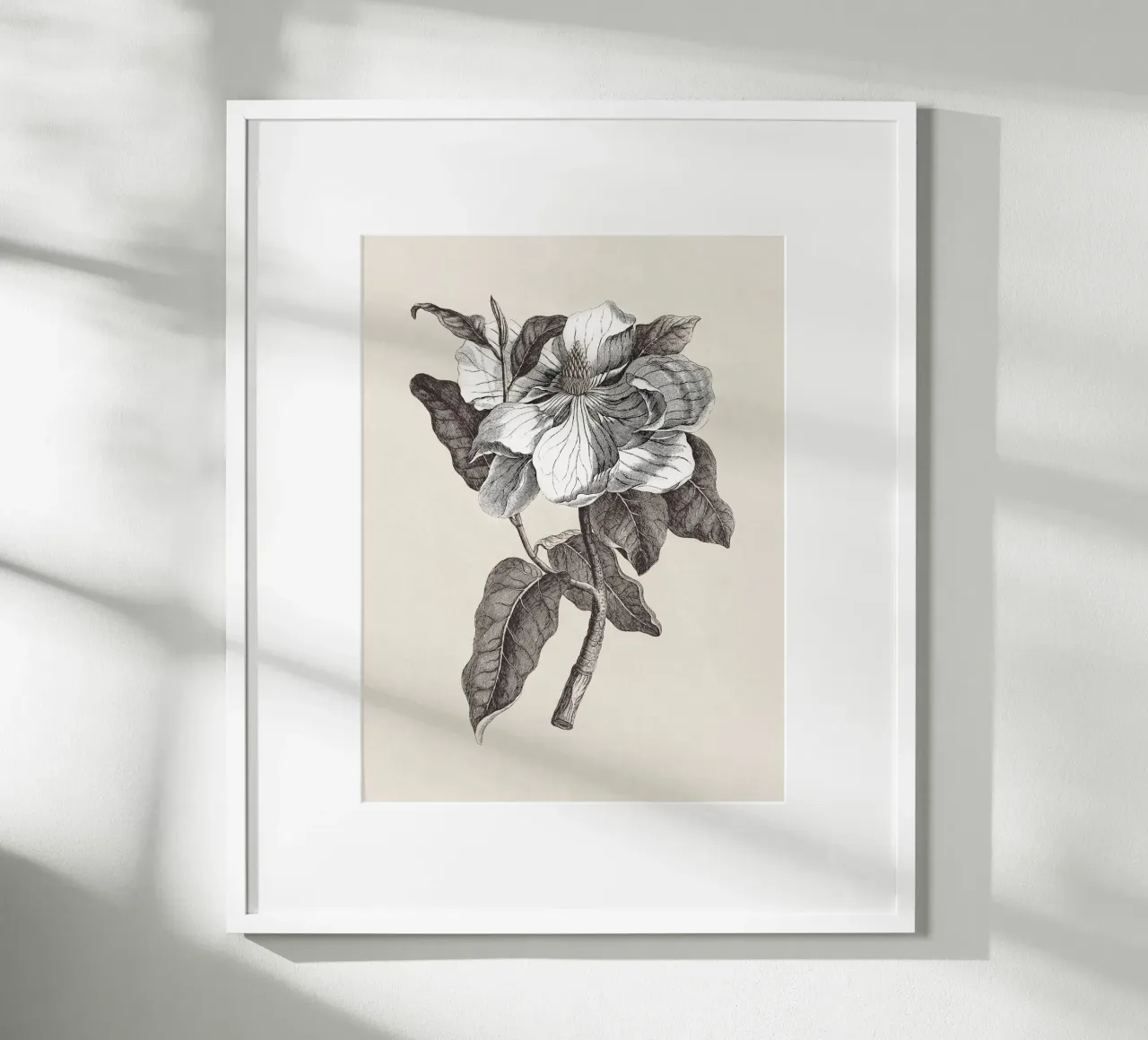 Magnolia Sketch no. 1 poster da apoloprints