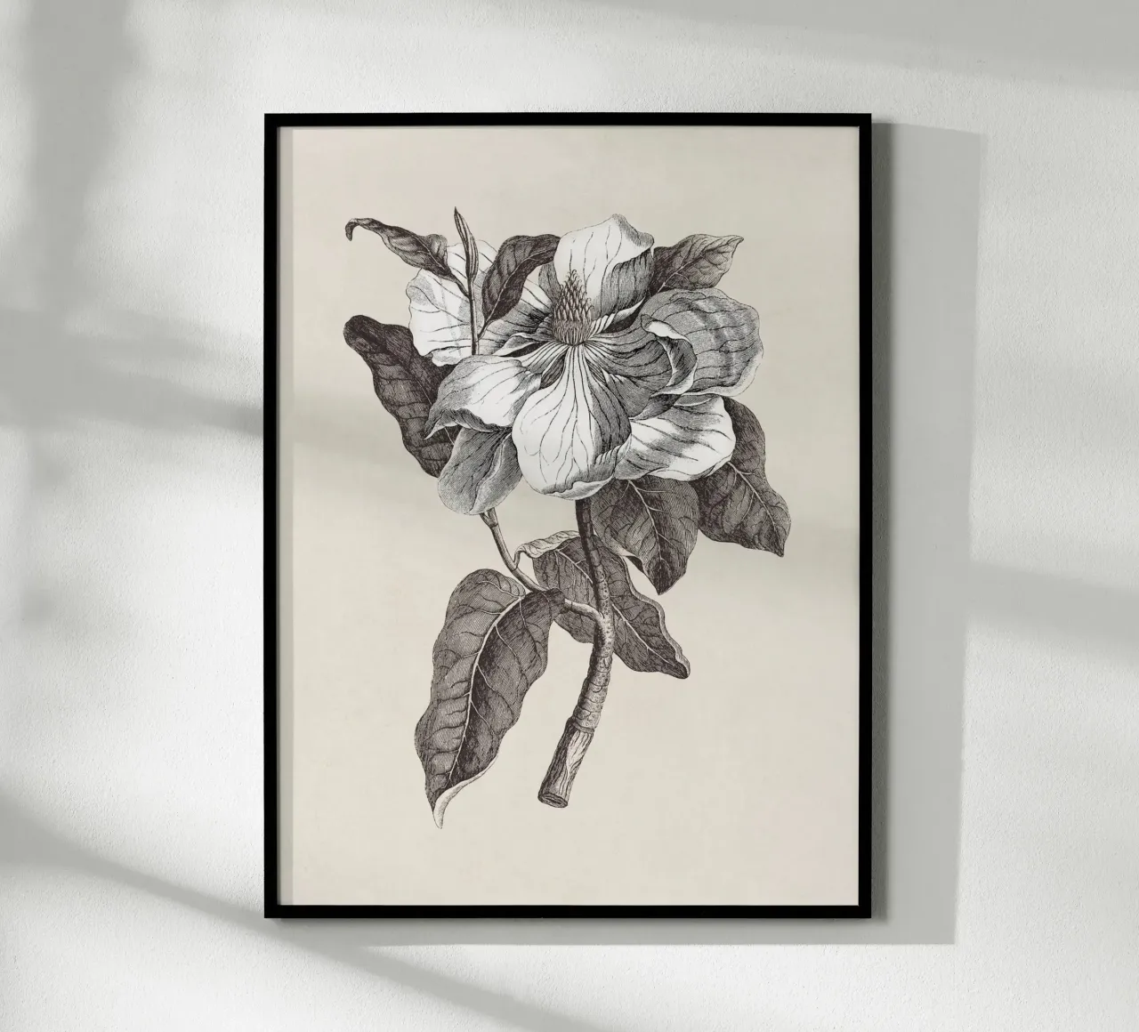 Magnolia Sketch no. 1 carta hahnemühle da apoloprints