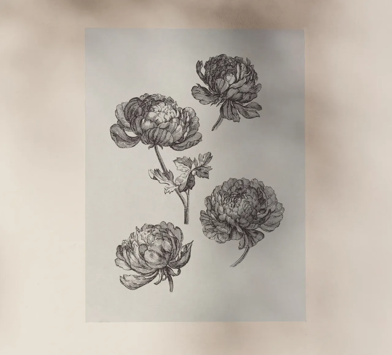 Peonies Sketch no. 1 pellicola backlit da apoloprints