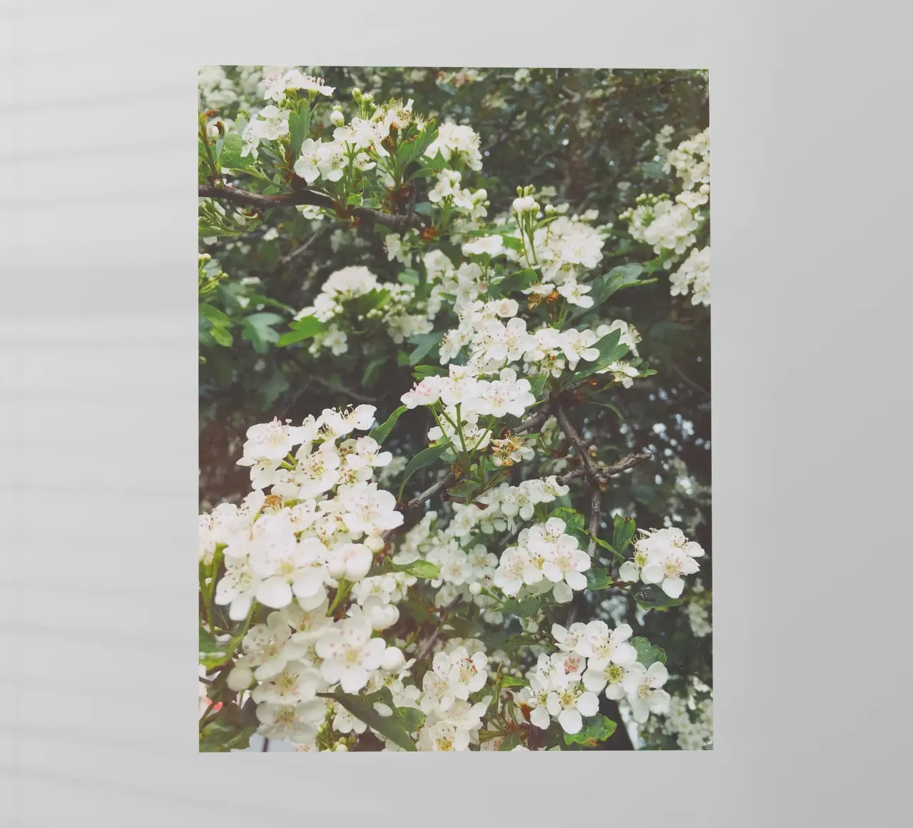 Serata di primavera pellicola backlit da Cassia Beck Photography