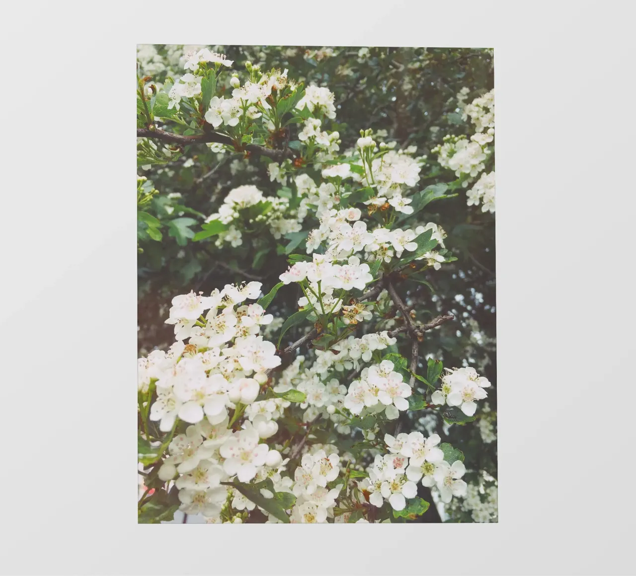 Serata di primavera pellicola backlit da Cassia Beck Photography