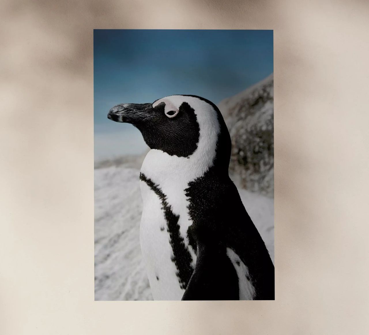Penguin pellicola backlit da Laura Palm
