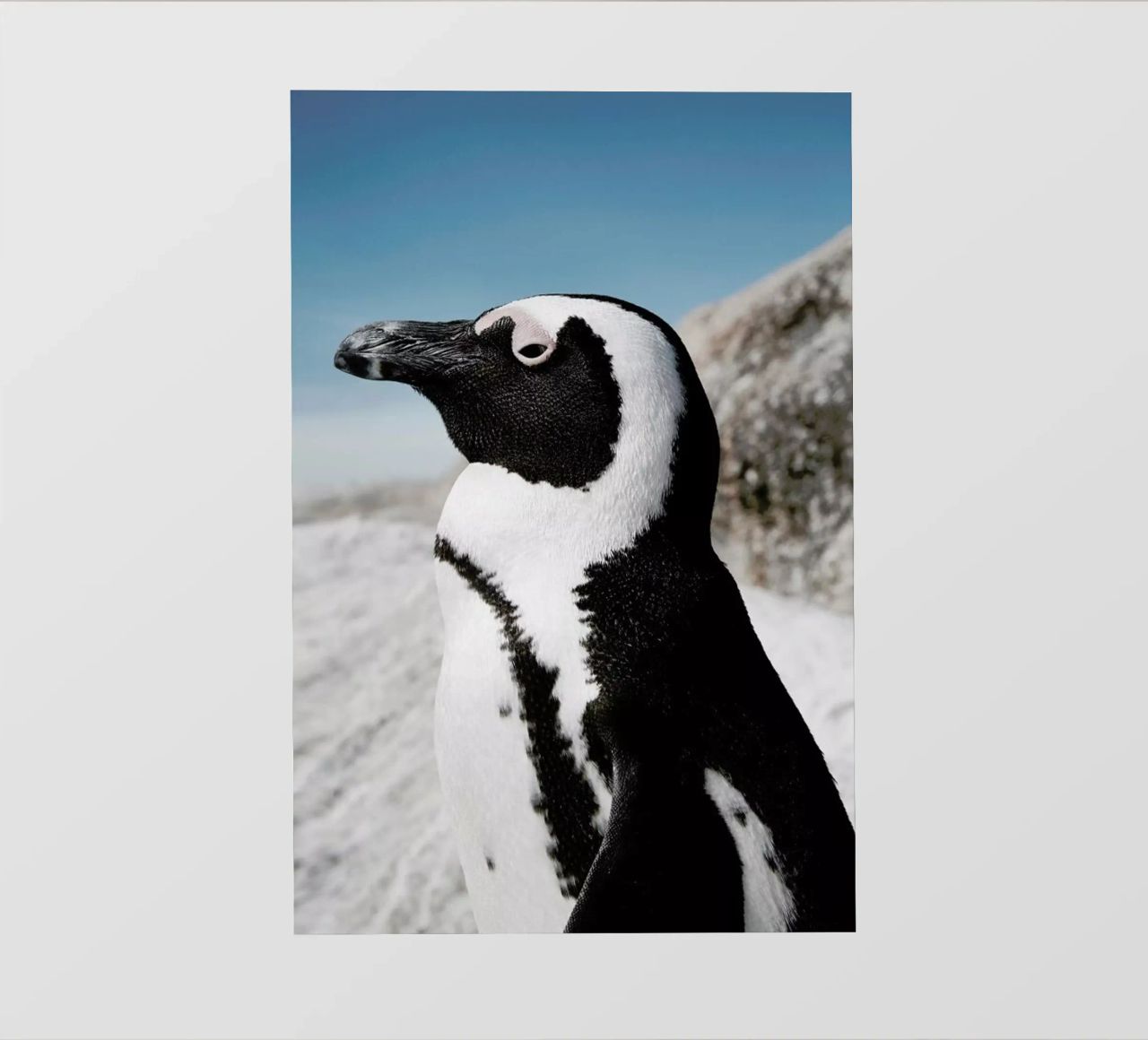 Penguin pellicola backlit da Laura Palm