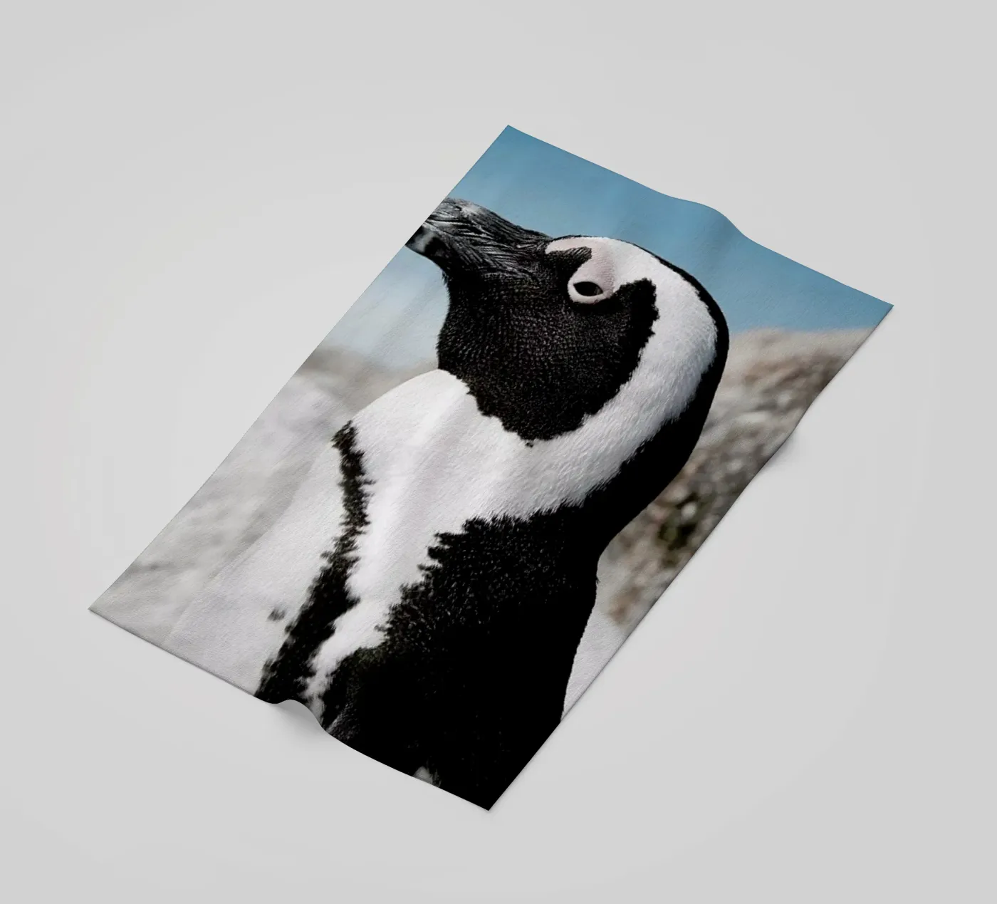 Penguin telo mare da Laura Palm