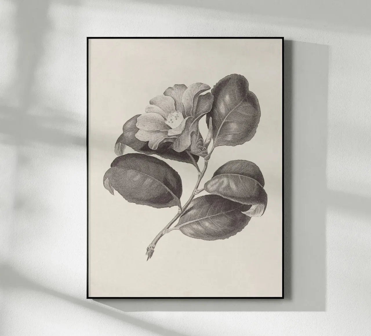 Camellia Sketch no. 1 plexiglass da apoloprints
