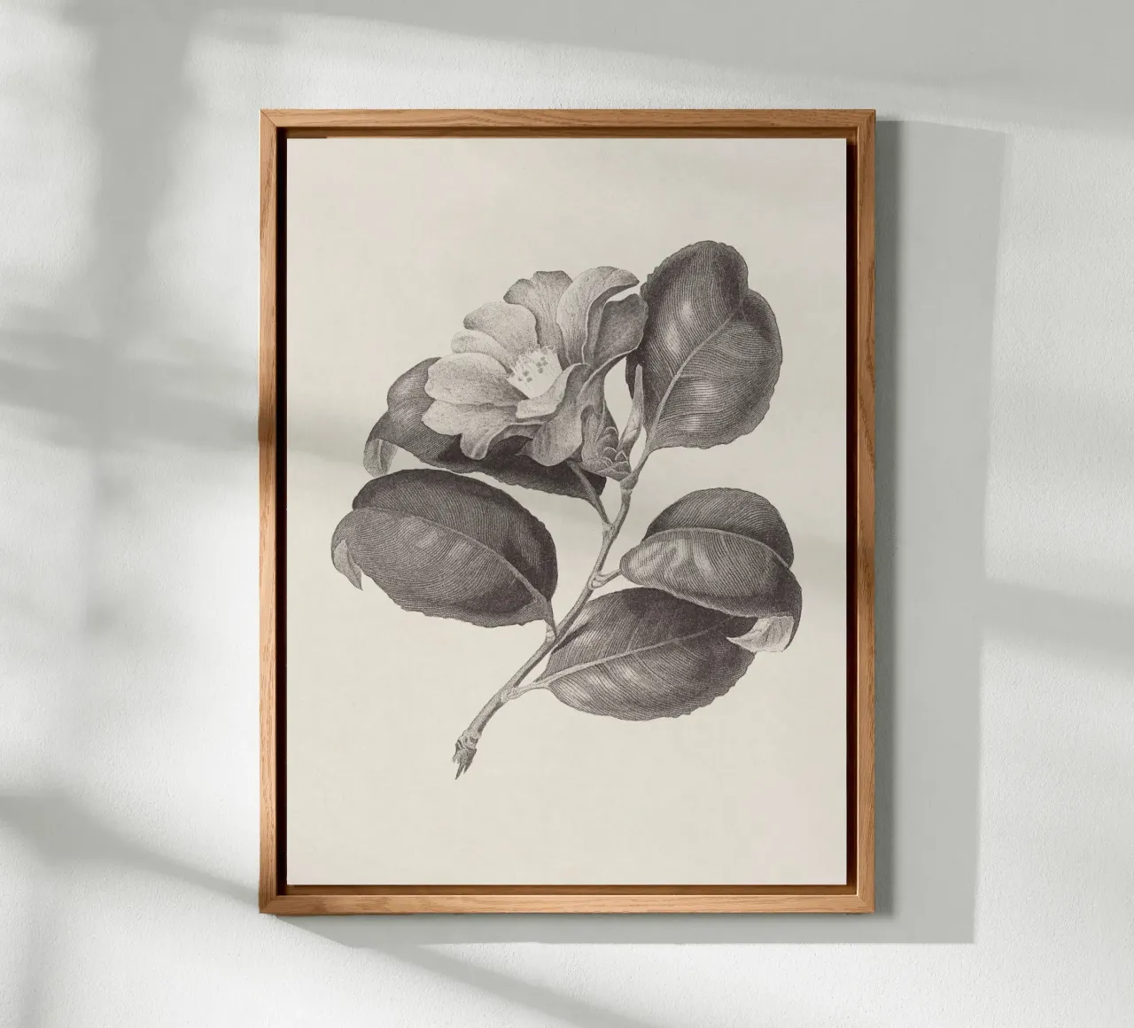 Camellia Sketch no. 1 alluminio dibond da apoloprints