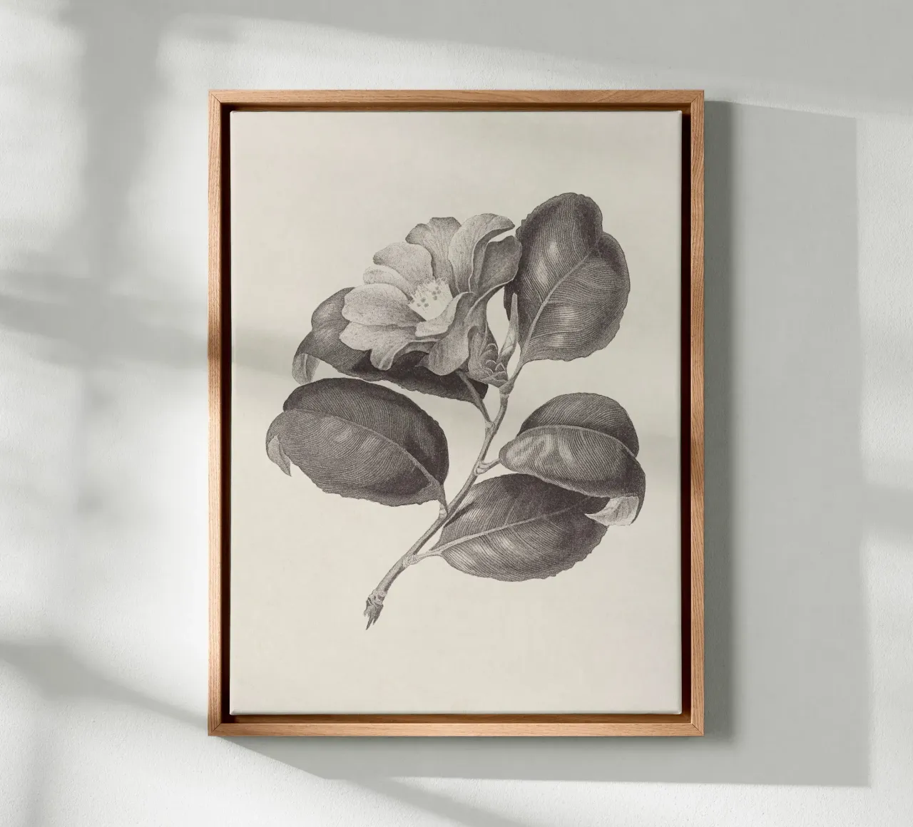 Camellia Sketch no. 1 canvas by apoloprints