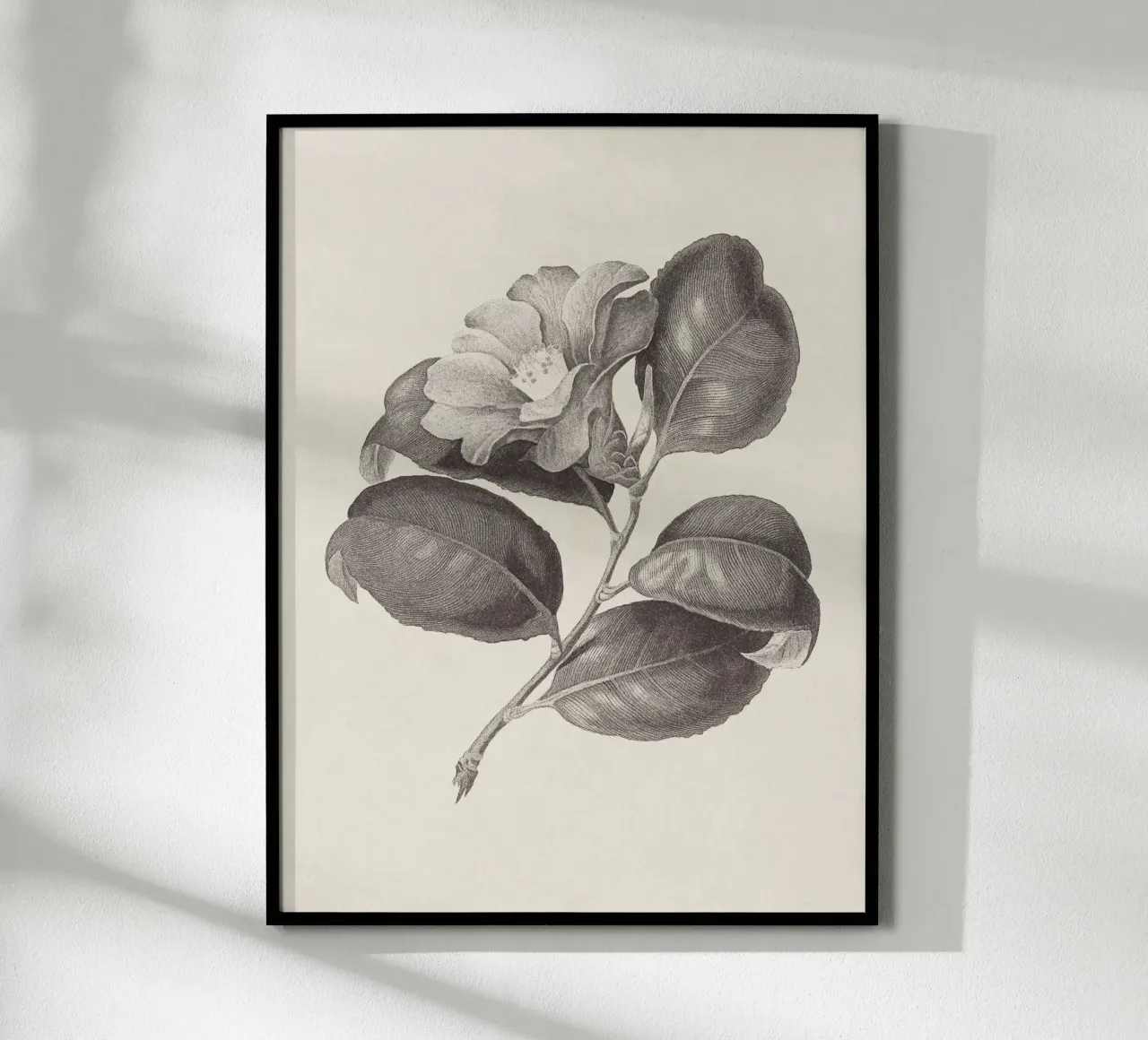 Camellia Sketch no. 1 carta hahnemühle da apoloprints