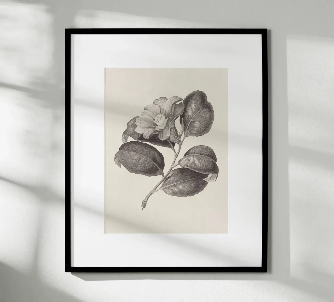 Camellia Sketch no. 1 carta hahnemühle da apoloprints