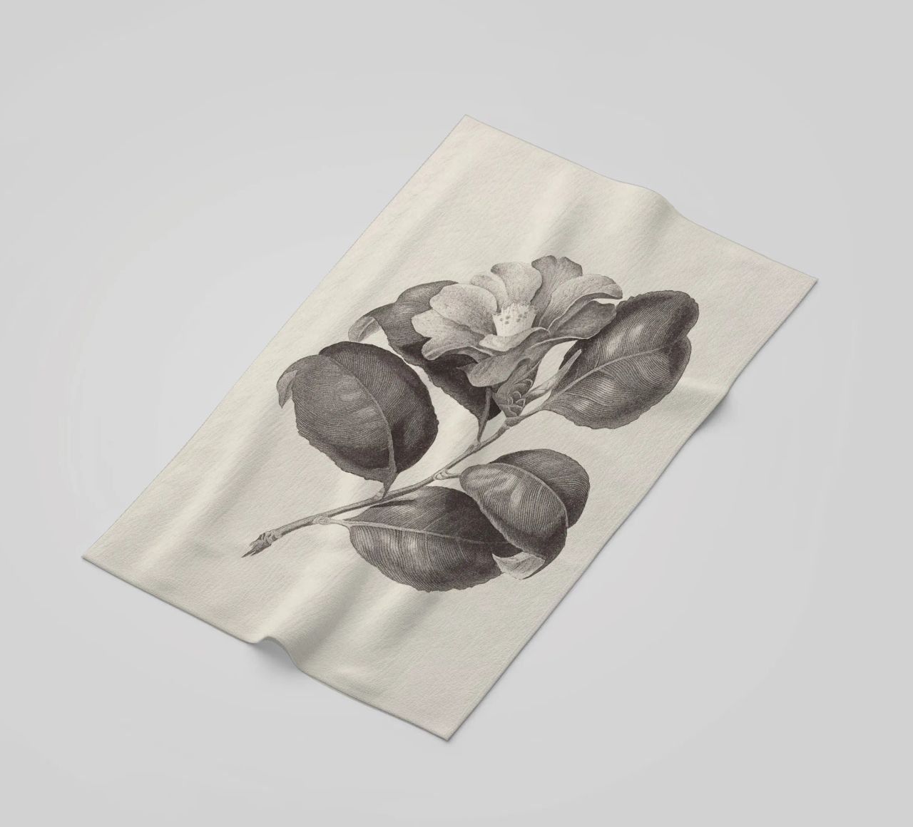 Camellia Sketch no. 1 telo mare da apoloprints