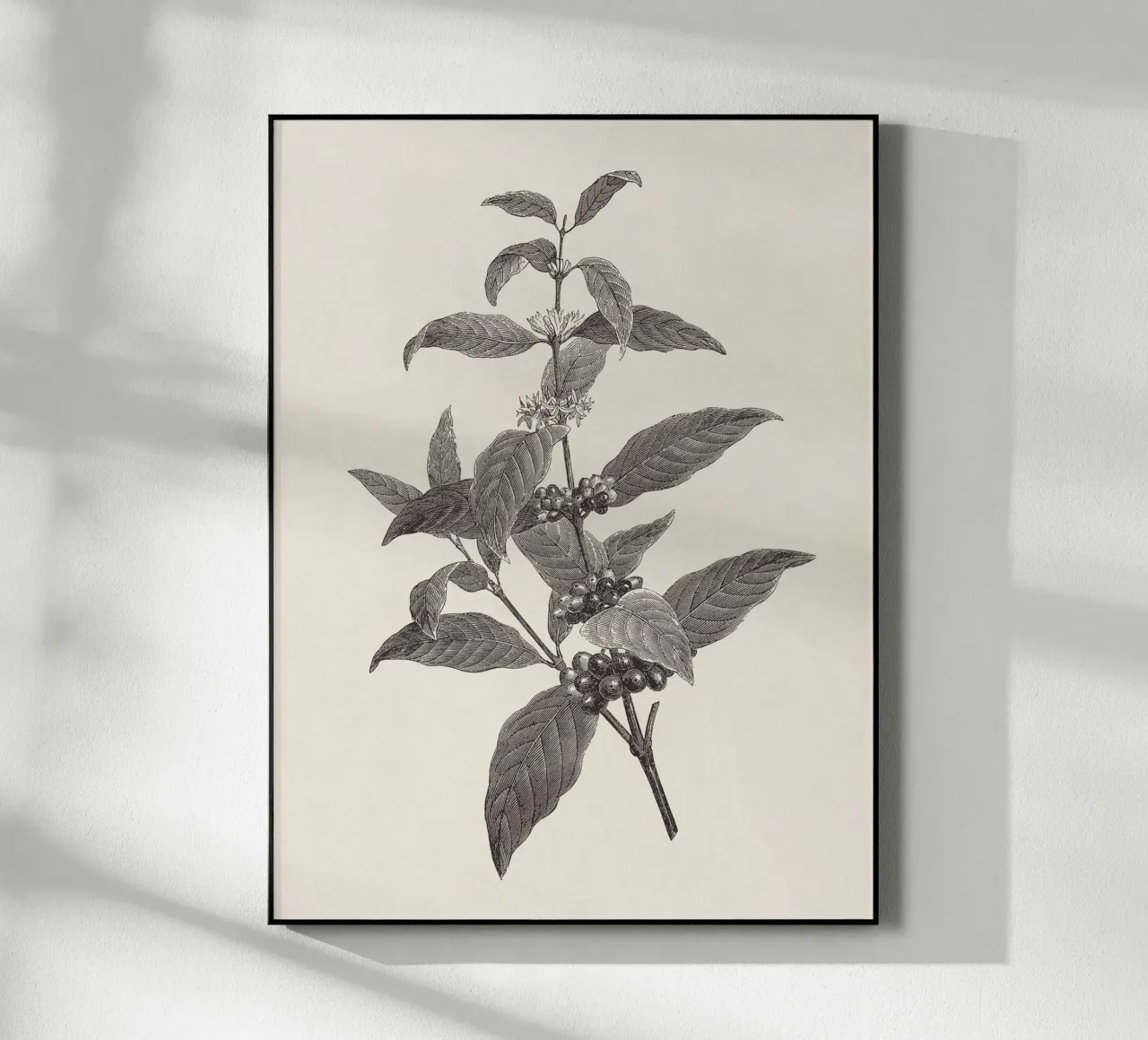 Coffee Branch Sketch no. 2 plexiglass da apoloprints