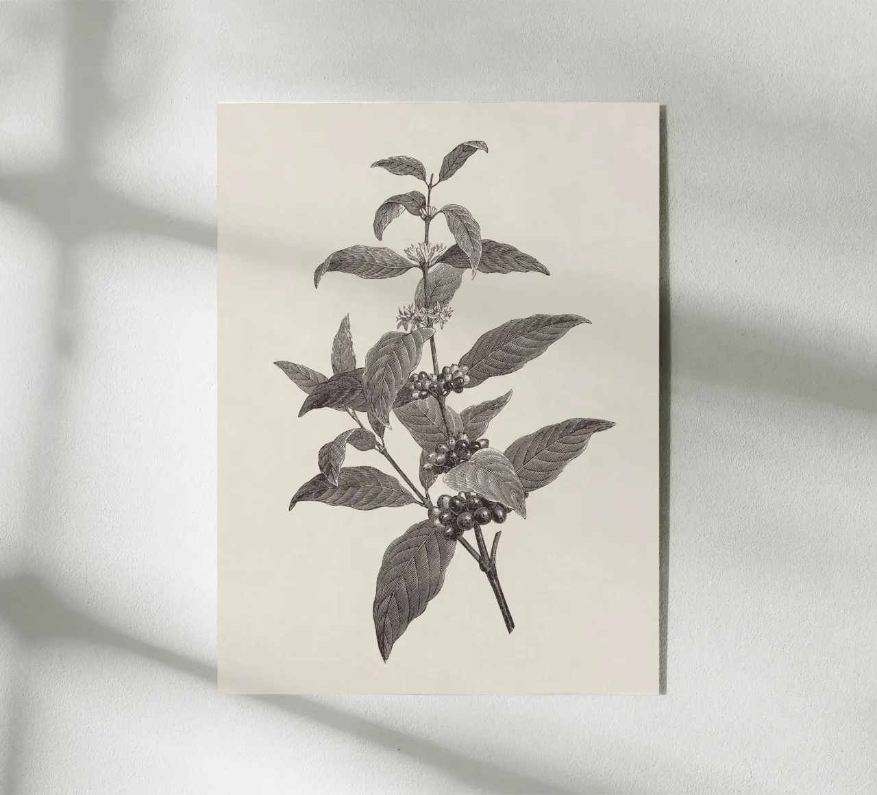 Coffee Branch Sketch no. 2 plexiglass da apoloprints