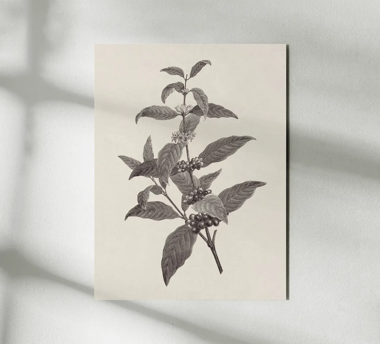 Coffee Branch Sketch no. 2 pannello forex da apoloprints