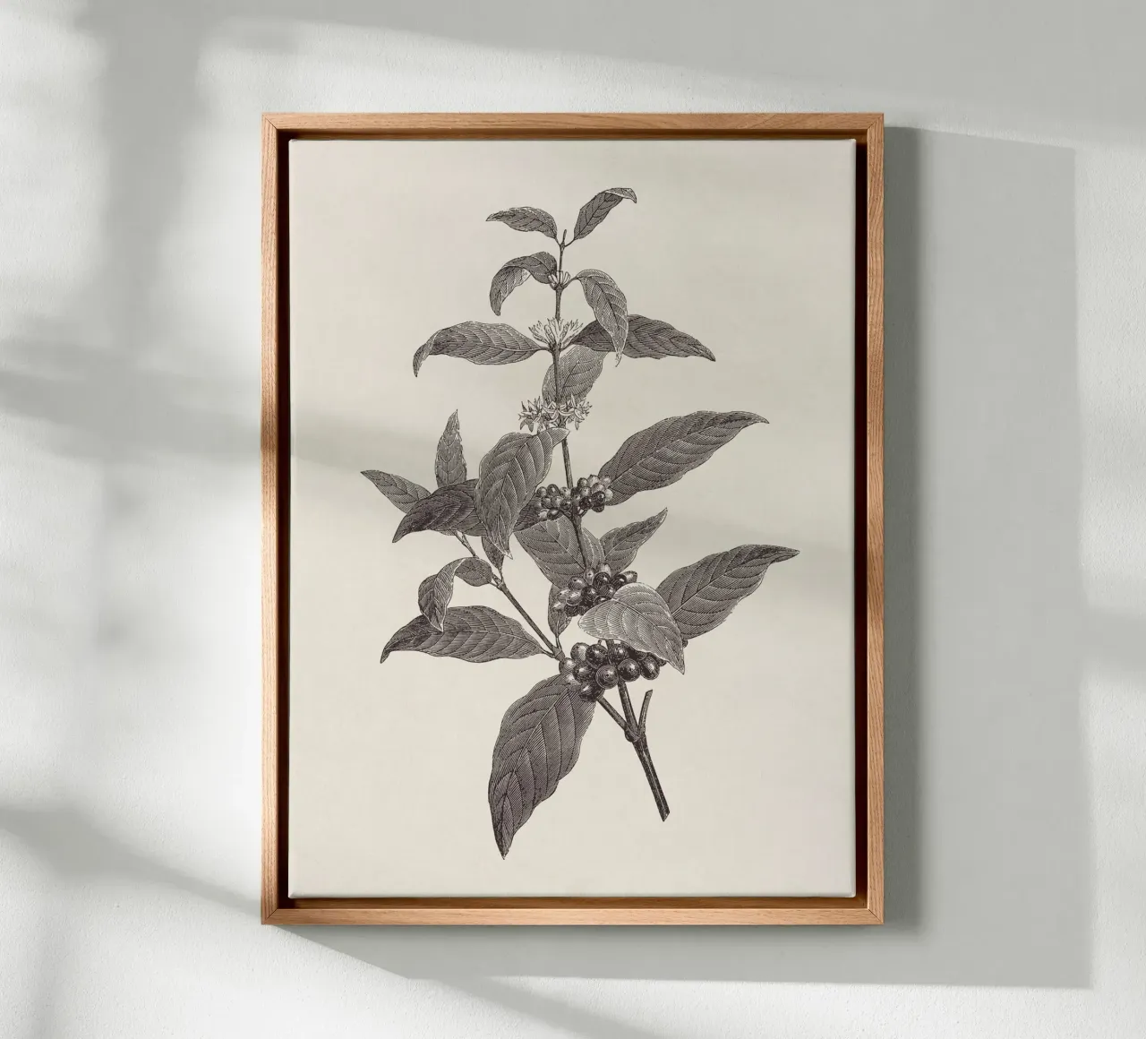 Coffee Branch Sketch no. 2 tela da apoloprints
