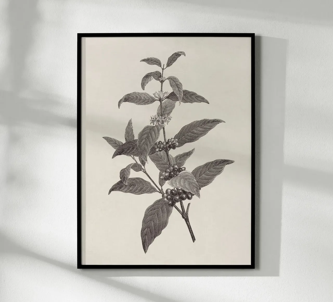 Coffee Branch Sketch no. 2 poster de apoloprints