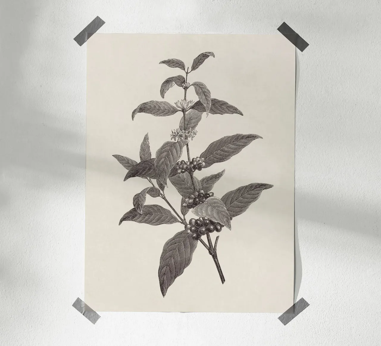 Coffee Branch Sketch no. 2 carta hahnemühle da apoloprints