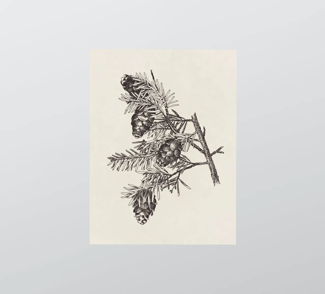 Hemlock Pinecone Sketch adesivo da apoloprints