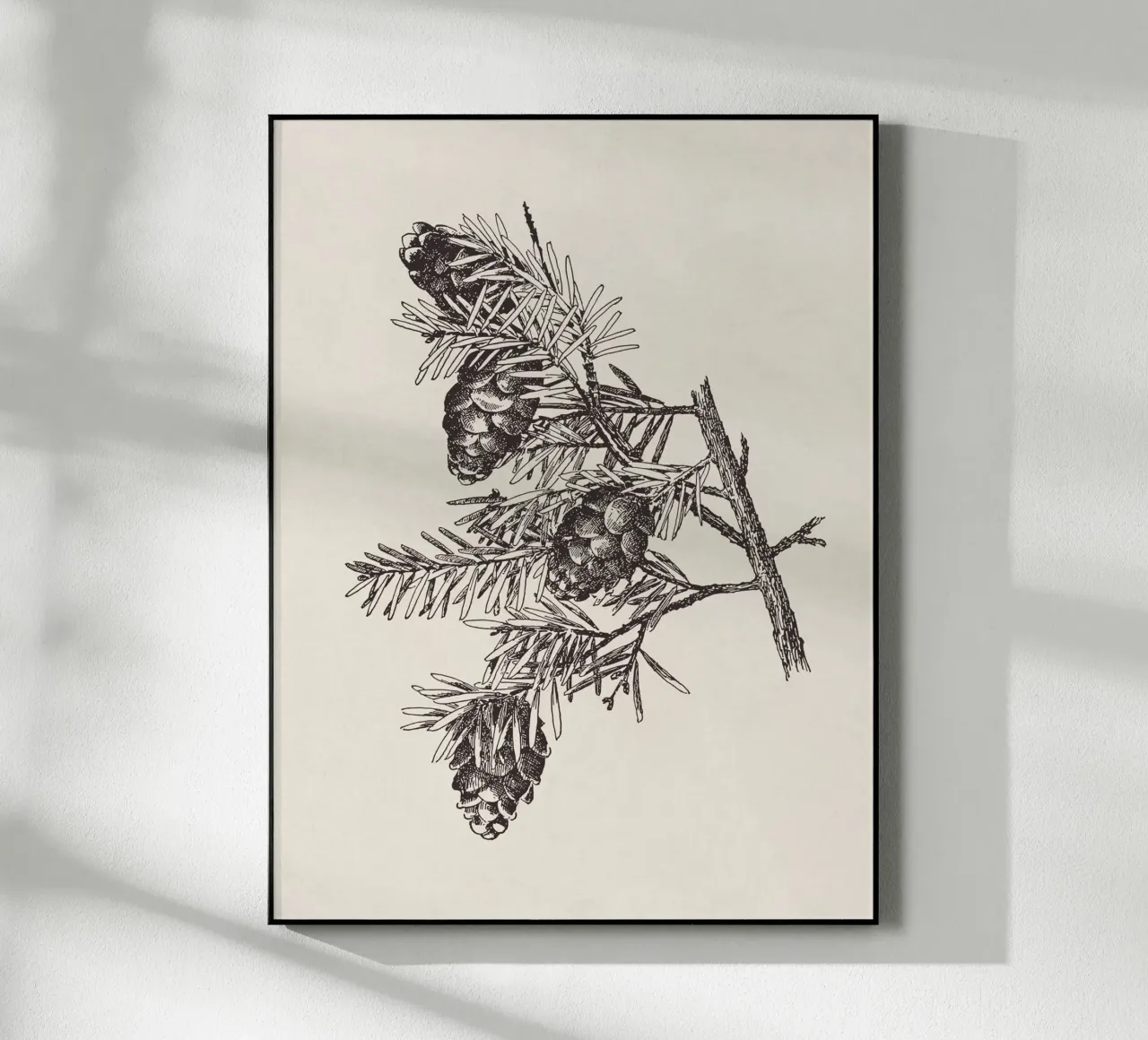Hemlock Pinecone Sketch plexiglass da apoloprints