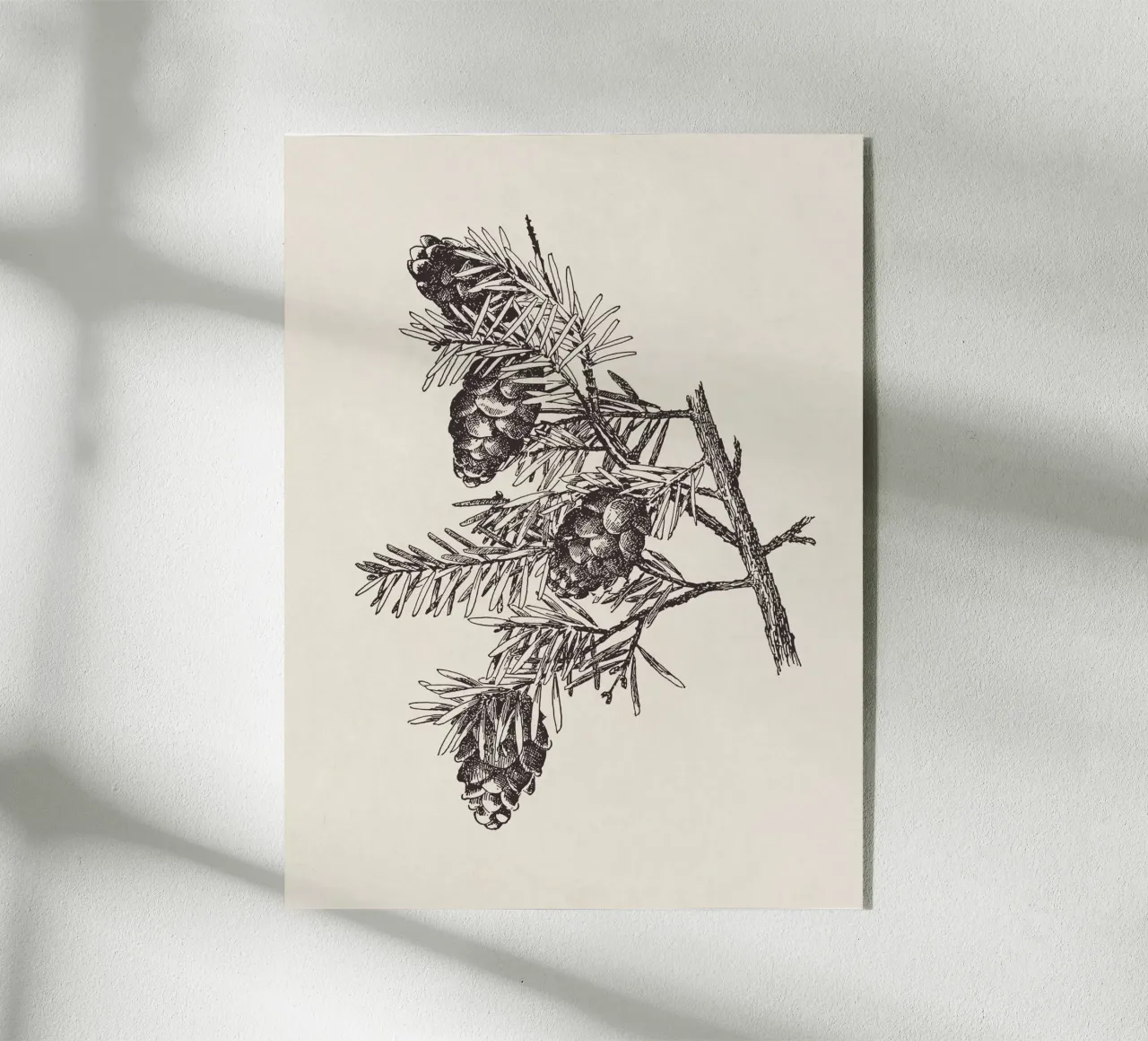 Hemlock Pinecone Sketch plexiglass da apoloprints