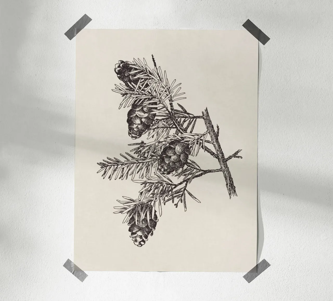 Hemlock Pinecone Sketch carta hahnemühle da apoloprints