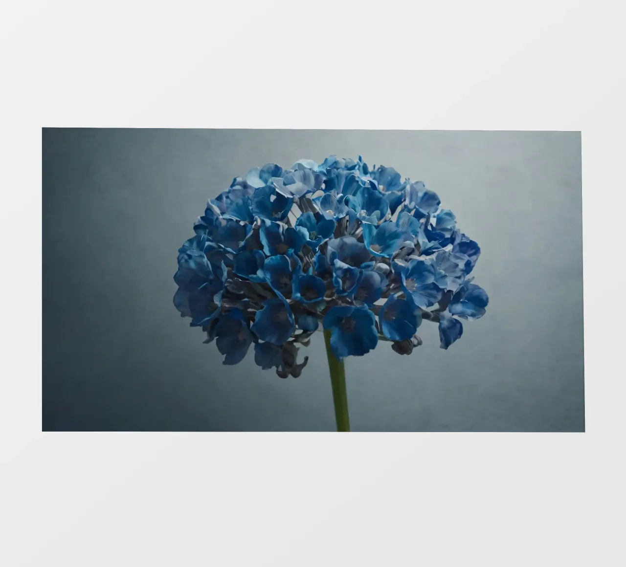 Hortensia bleu vif fleurissant sur un fond texturé bâche pvc de DesignDoodle