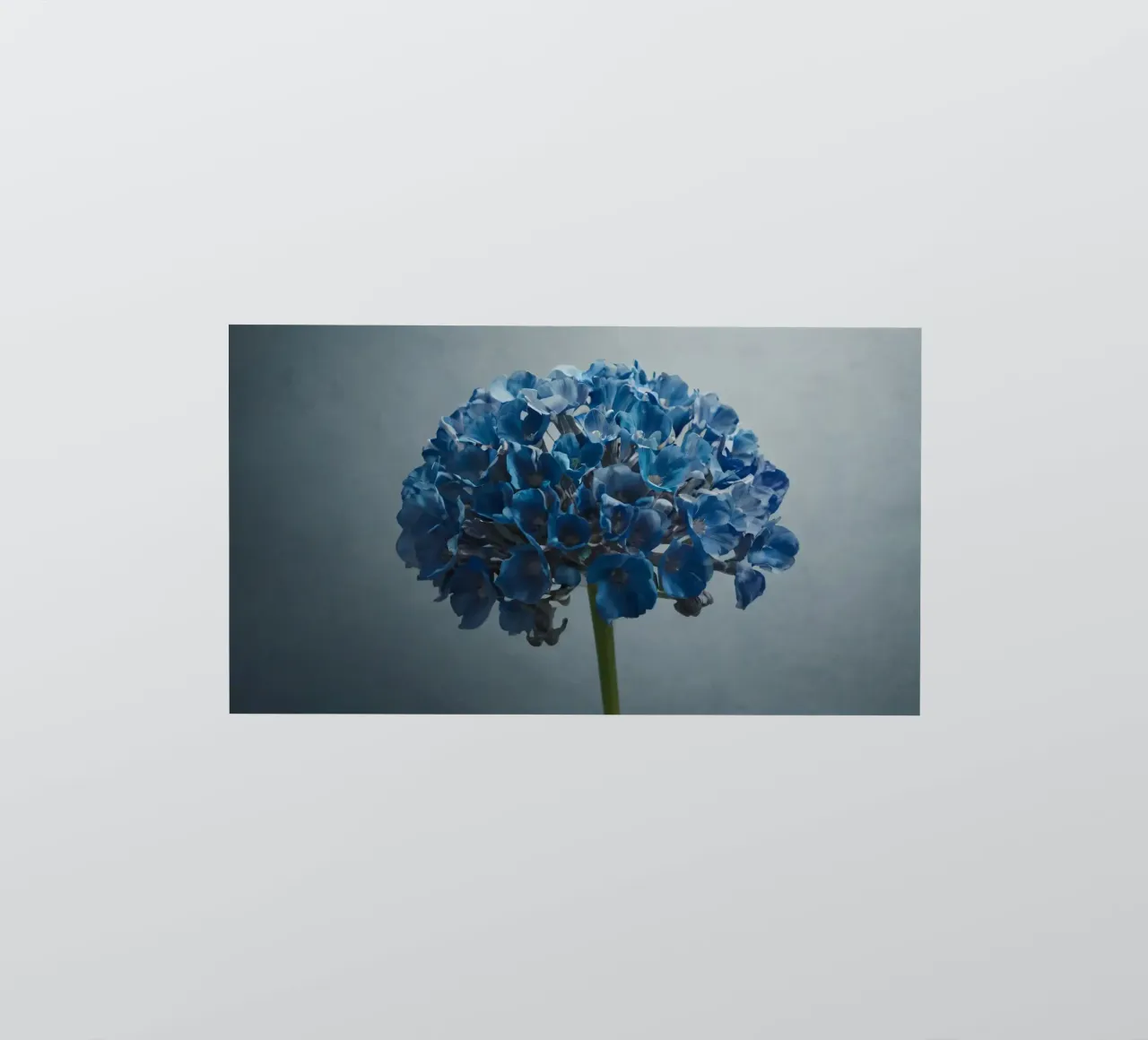Hortensia bleu vif fleurissant sur un fond texturé autocollant de DesignDoodle