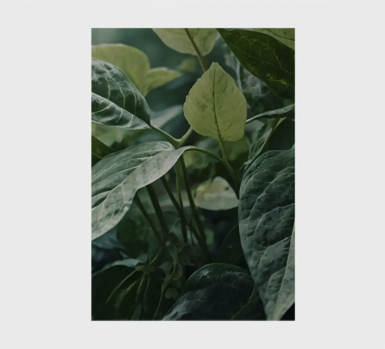 Lush green leaves with varying textures in tranquil natural notebook by DesignDoodle
