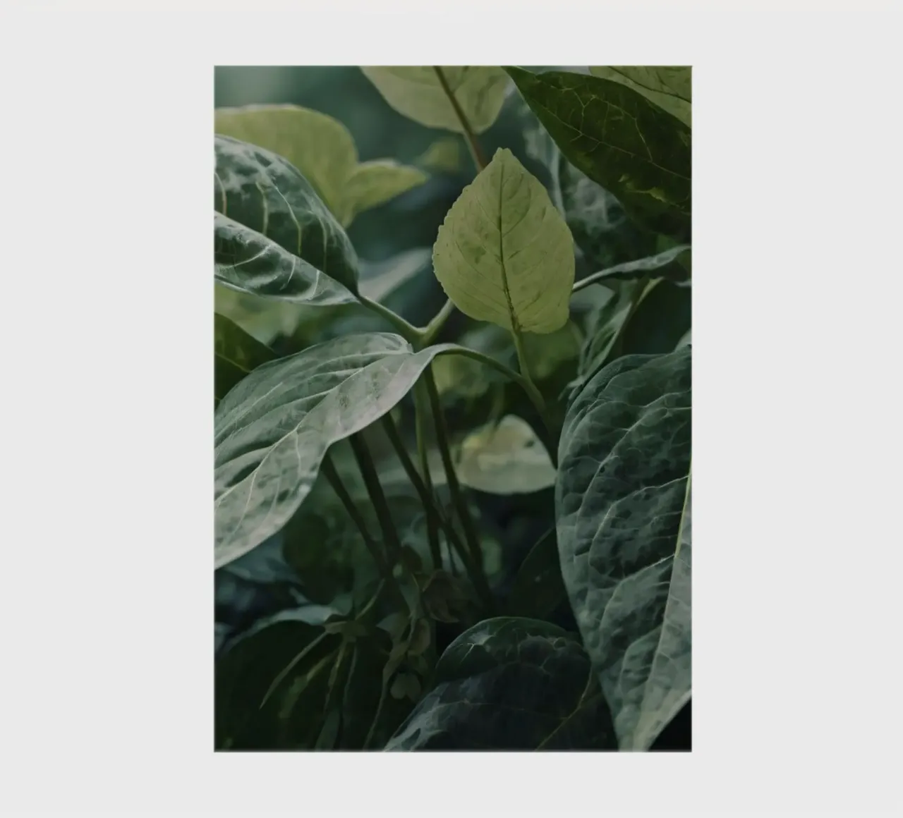 Lush green leaves with varying textures in tranquil natural notebook by DesignDoodle