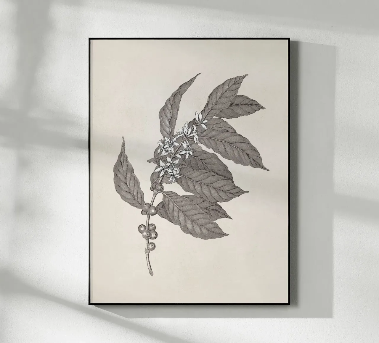 Coffee Branch Sketch no. 3 plexiglass da apoloprints