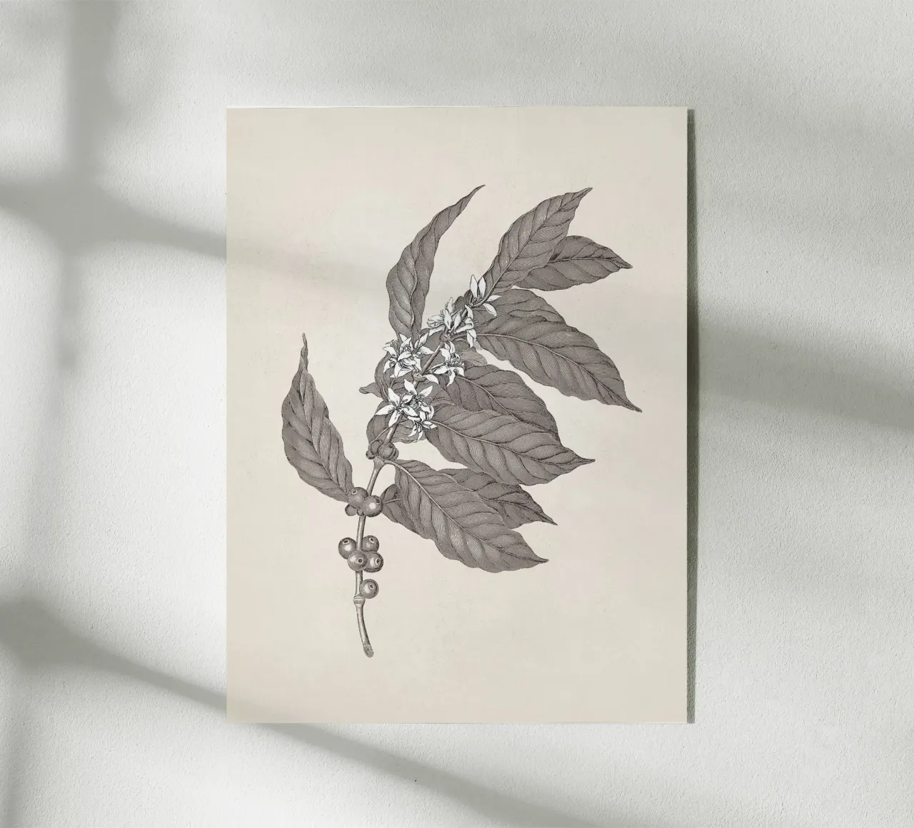 Coffee Branch Sketch no. 3 plexiglass da apoloprints