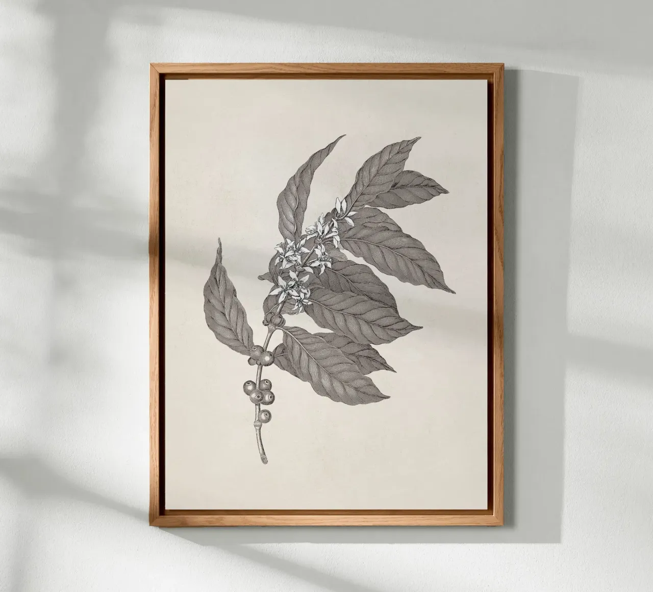 Coffee Branch Sketch no. 3 alluminio dibond da apoloprints