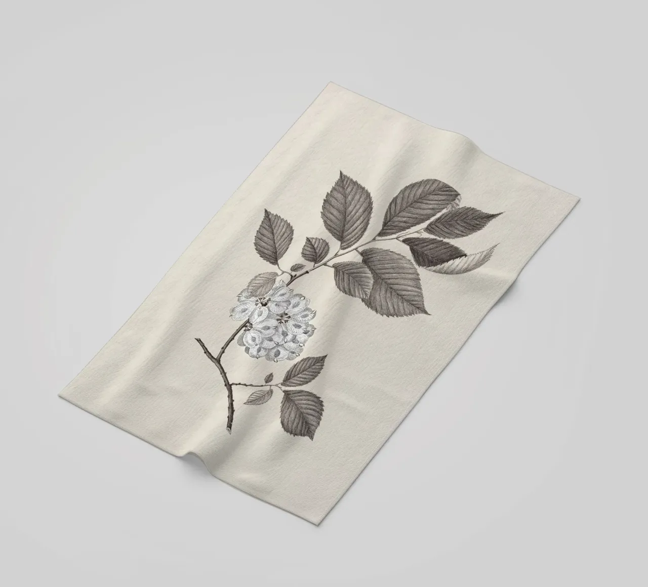 Elm Branch Sketch no. 1 telo mare da apoloprints